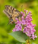 Paź królowej (Papilio machaon)