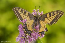 Paź królowej (Papilio machaon)