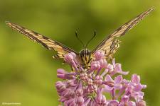 Paź królowej (Papilio machaon)