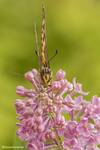 Paź królowej (Papilio machaon)