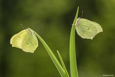 Latolistek cytrynek, listkowiec cytrynek (Gonepteryx rhamni)