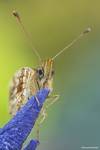 Dostojka selene (Boloria selene)