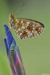 Dostojka selene (Boloria selene)