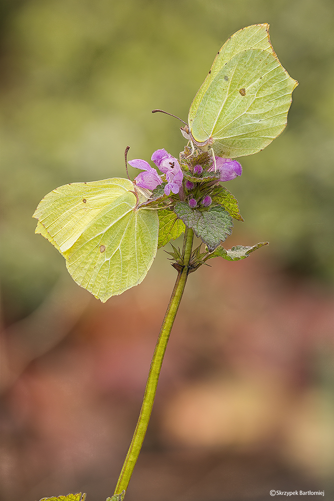 Latolistek cytrynek, listkowiec cytrynek (Gonepteryx rhamni)