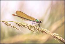 Świtezianka błyszcząca- Calopteryx splendens.