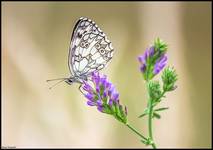 Polowiec Szachownica-Melanargia galathea.