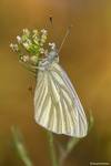 Bielinek bytomkowiec (Pieris napi)