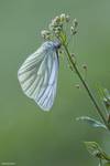 Bielinek bytomkowiec (Pieris napi)