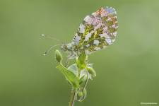 Zorzynek rzeżuchowiec (Anthocharis cardamines)