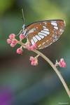 Pasyn lucylla (Neptis rivularis)