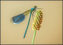 Świtezianka błyszcząca- Calopteryx splendens.