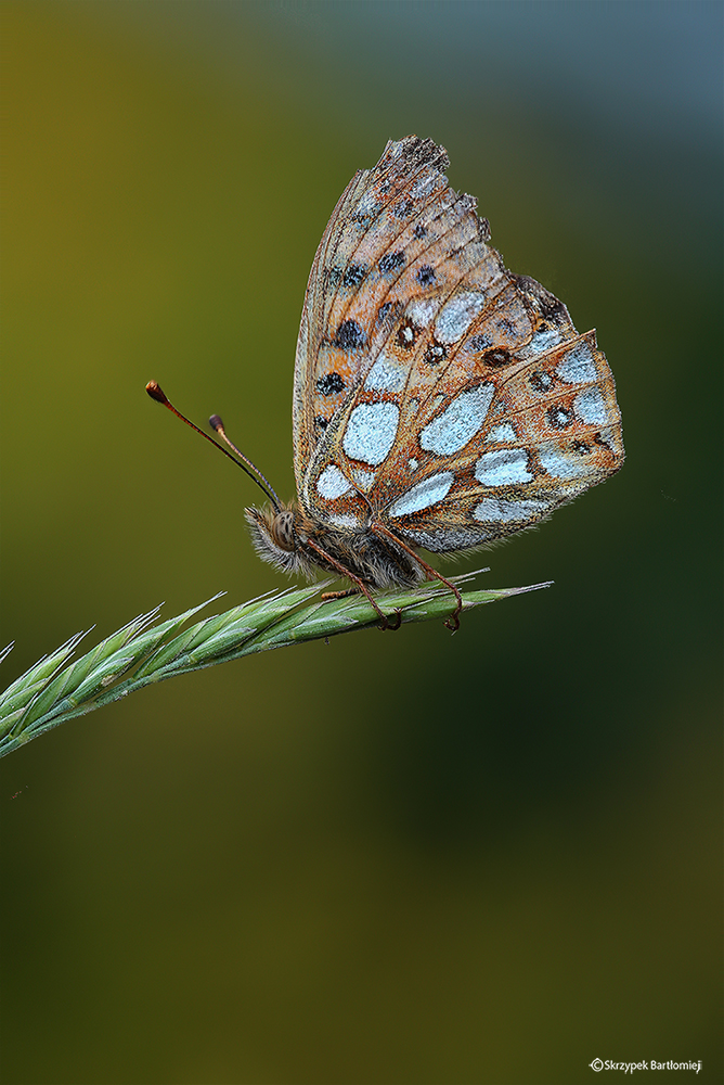 Dostojka latonia (Issoria lathonia)