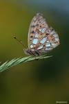 Dostojka latonia (Issoria lathonia)