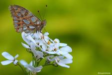 Dostojka latonia (Issoria lathonia)