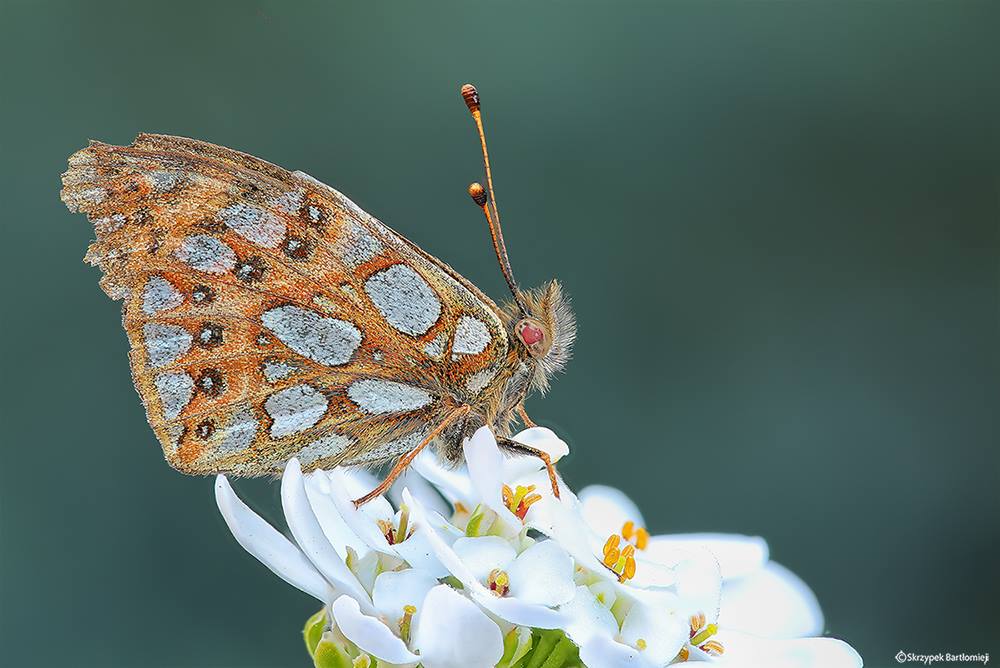 Dostojka latonia (Issoria lathonia)