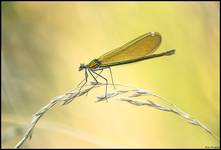 Świtezianka błyszcząca- Calopteryx splendens.