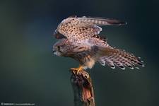 Pustułka (Falco tinnunculus) Kestrel