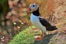 Puffin