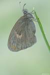 Strzępotek ruczajnik (Coenonympha pamphilus)