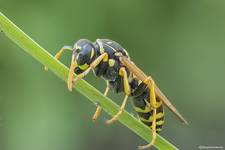 Osa pospolita (Vespula vulgaris)