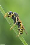 Osa pospolita (Vespula vulgaris)