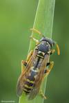 Osa pospolita (Vespula vulgaris)