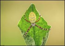 Pająk Tygrzyk paskowany- Argiope bruennichi z liściem Babki zwyczajnej, babki większej-Plantago major.