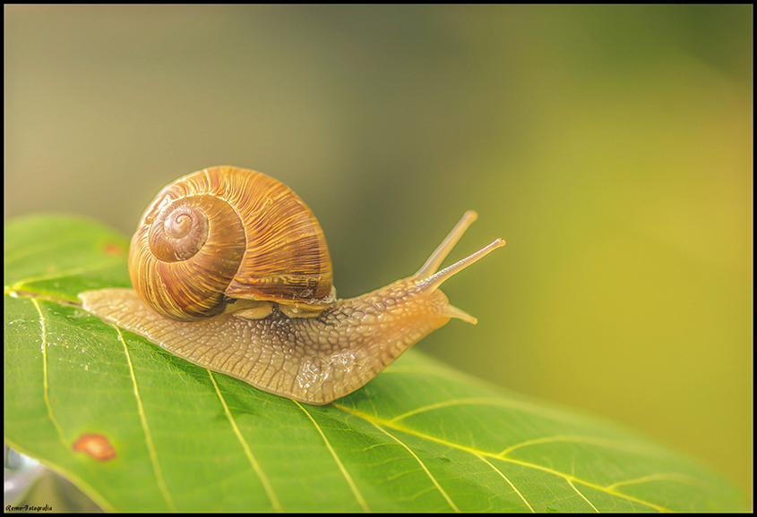 Ślimak winniczek- Helix pomatia.