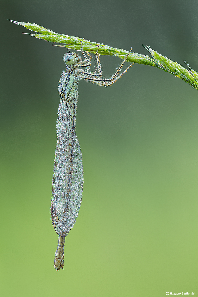 Pióronóg zwykły (Platycnemis pennipes)