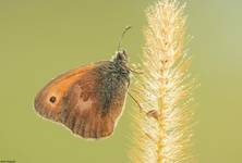 Strzępotek ruczajnik- Coenonympha pamphilus.