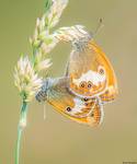 Strzępotki perełkowce- Coenonympha arcania.