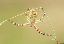 Pająk Tygrzyk paskowany- Argiope bruennichi.