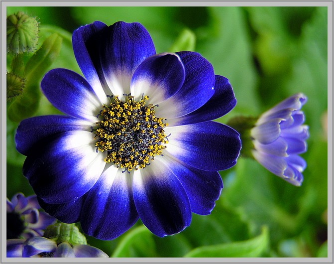 Cineraria grandiflora