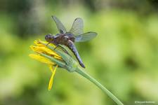 Ważka płaskobrzucha, ważka płaska (Libellula depressa)