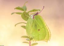 Latolistek cytrynek, listkowiec cytrynek- Gonepteryx rhamni.