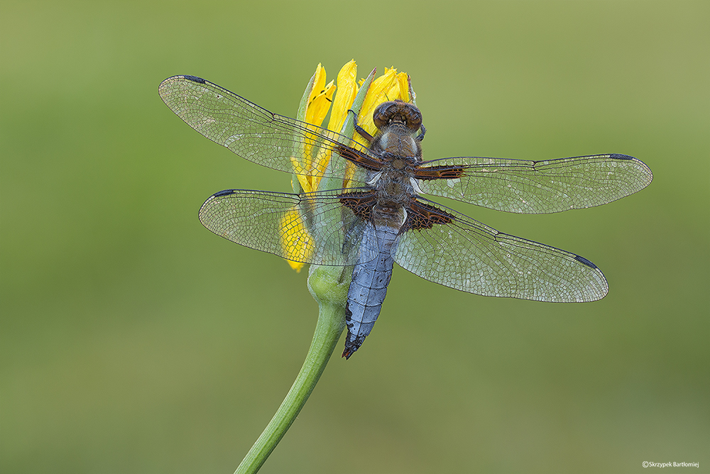 Ważka płaskobrzucha, ważka płaska (Libellula depressa)