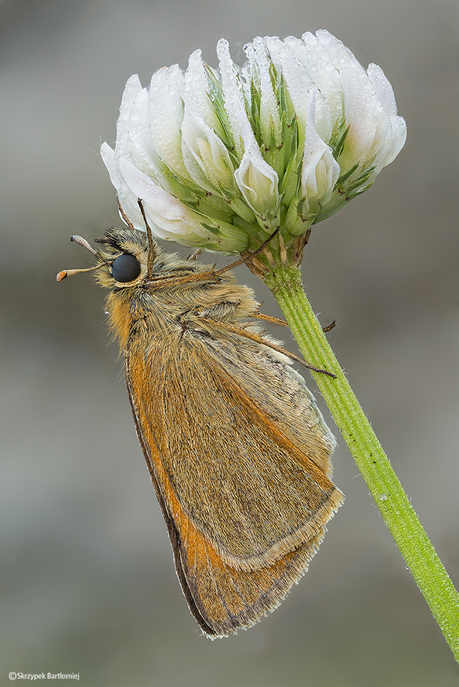 Karłątek leśny, karłątek ceglasty (Thymelicus sylvestris)