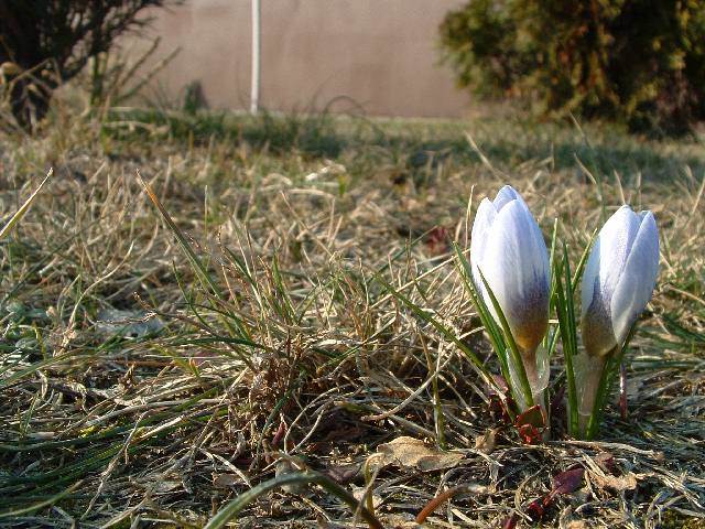 Krokusy