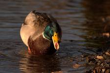 Mallard