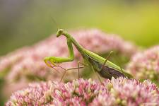 Modliszka zwyczajna (Mantis religiosa)