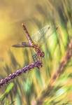 Szablak krwisty-Sympetrum sanguineum (Samica)