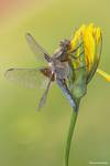 Ważka płaskobrzucha, ważka płaska (Libellula depressa)