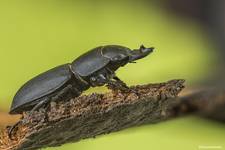 Ciołek matowy (Dorcus parallelipipedus)