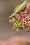 Modliszka zwyczajna (Mantis religiosa)