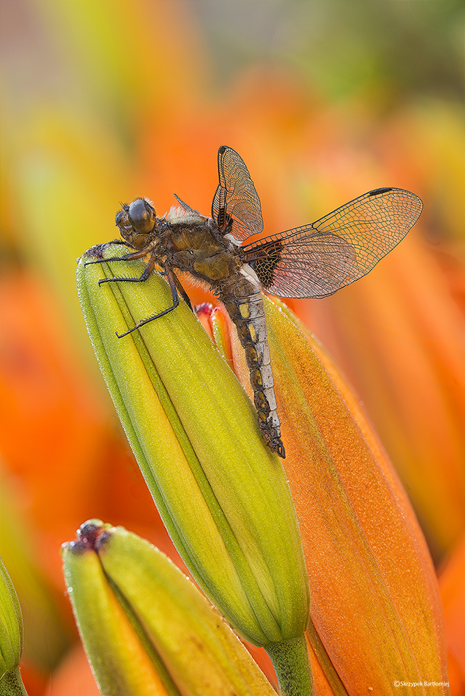 Ważka płaskobrzucha, ważka płaska (Libellula depressa)