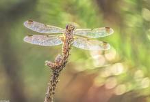 Ważka czteroplama-Libellula quadrimaculata.