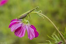 Modliszka zwyczajna (Mantis religiosa)