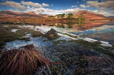 Pine Island Connemara