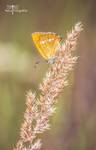 Modraszek Czerwończyk dukacik- Lycaena virgaureae.