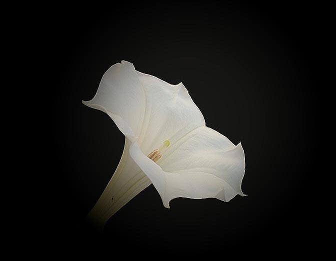 Datura p